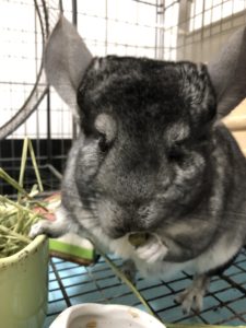 体験談 チンチラのおすすめの餌 おやつ11選 健康と長生きの工夫 よっこいぶろぐ