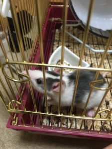 チンチラは他の動物と飼える 相性は すでにペットを飼育している人向け よっこいぶろぐ