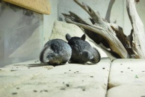 岡山 鳥取 山口 チンチラの動物病院リスト 口コミの良い病院一覧 よっこいぶろぐ 岡山 鳥取 山口 チンチラの動物病院リスト 口コミの良い病院一覧 よっこいぶろぐ