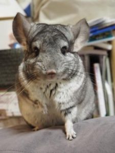 チンチラの寿命はどのくらい 何年くらい生きるの 長寿記録も公開 よっこいぶろぐ