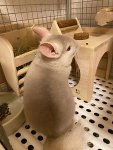 チンチラの寿命はどのくらい 何年くらい生きるの 長寿記録も公開 よっこいぶろぐ