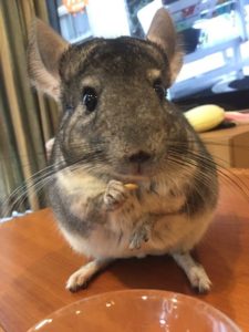 チンチラの寿命はどのくらい 何年くらい生きるの 長寿記録も公開 よっこいぶろぐ