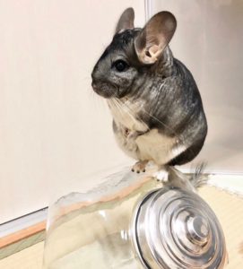 チンチラの寿命はどのくらい 何年くらい生きるの 長寿記録も公開 よっこいぶろぐ