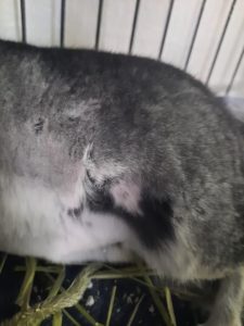 チンチラが脱毛してしまった時の原因は 写真付きで詳しく解説 よっこいぶろぐ