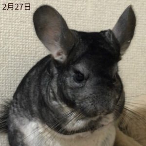 チンチラが脱毛してしまった時の原因は 写真付きで詳しく解説 よっこいぶろぐ