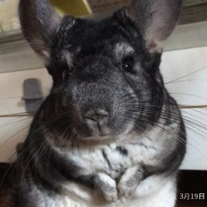 チンチラが脱毛してしまった時の原因は 写真付きで詳しく解説 よっこいぶろぐ