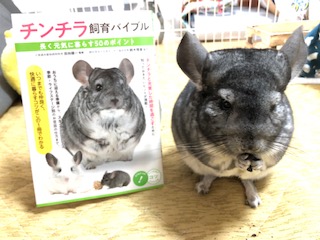 チンチラ飼育バイブルのあらすじ感想 口コミやレビューも よっこいぶろぐ