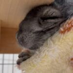チンチラは他の動物と飼える 相性は すでにペットを飼育している人向け よっこいぶろぐ チンチラは他の動物と飼える 相性は すでにペットを飼育している人向け よっこいぶろぐ